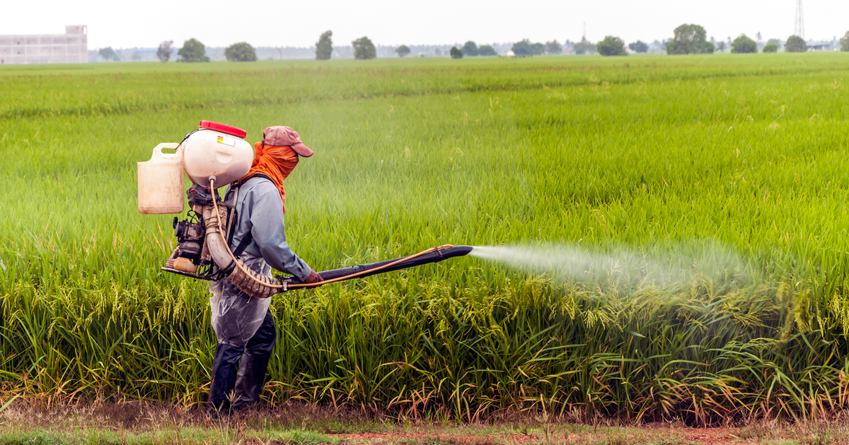Carfentrazone-etilo no cultivo de arroz